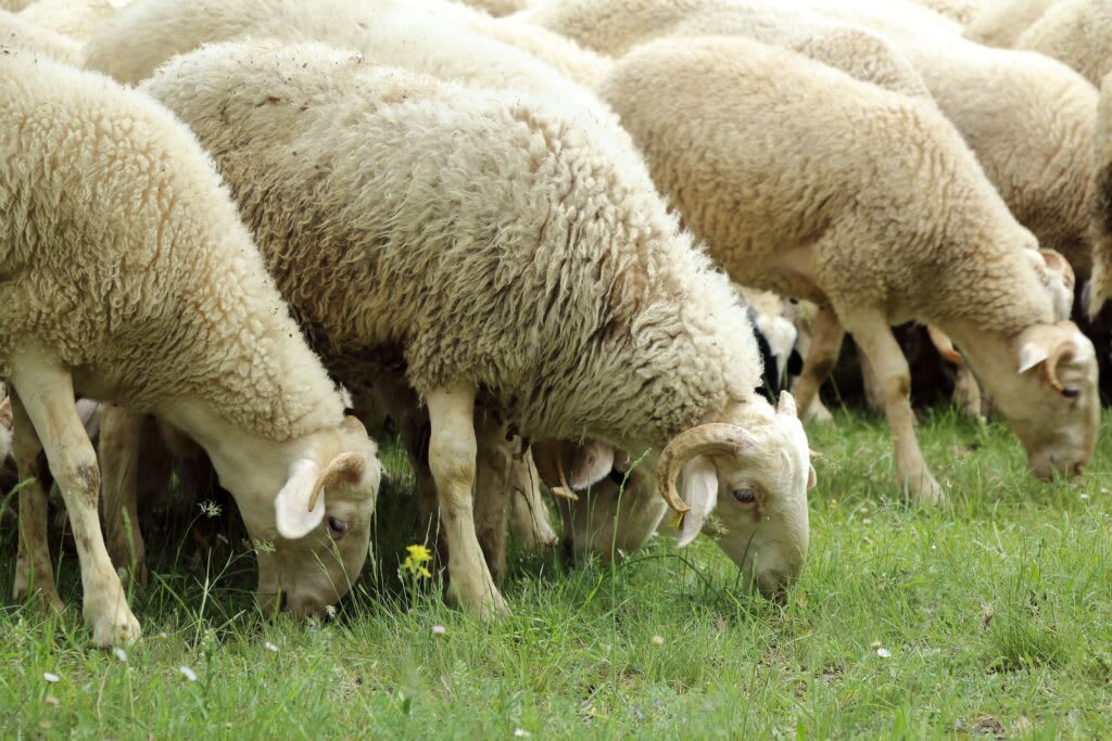 Veterinar verificând o turmă de ovine în România