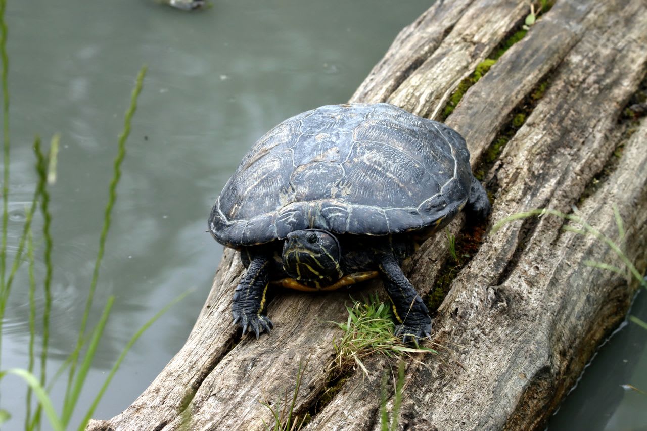 Țestoase de Florida în natură, abandonate în parc