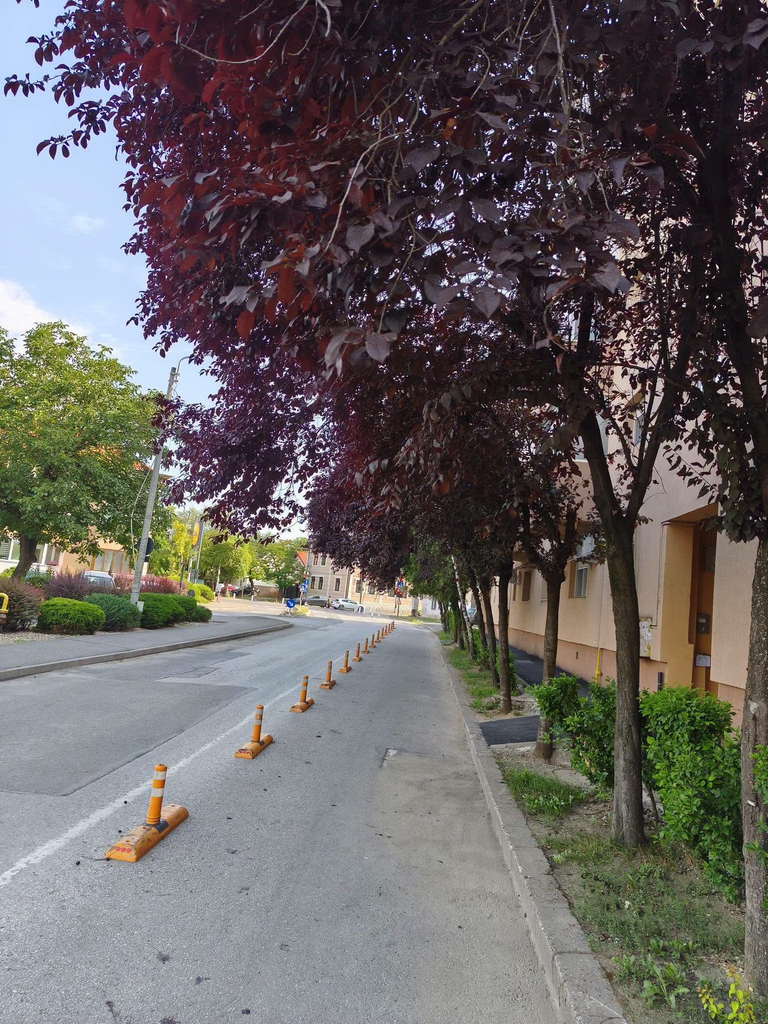 Timișorean toaletând pomi ilegal pe o stradă din Timișoara