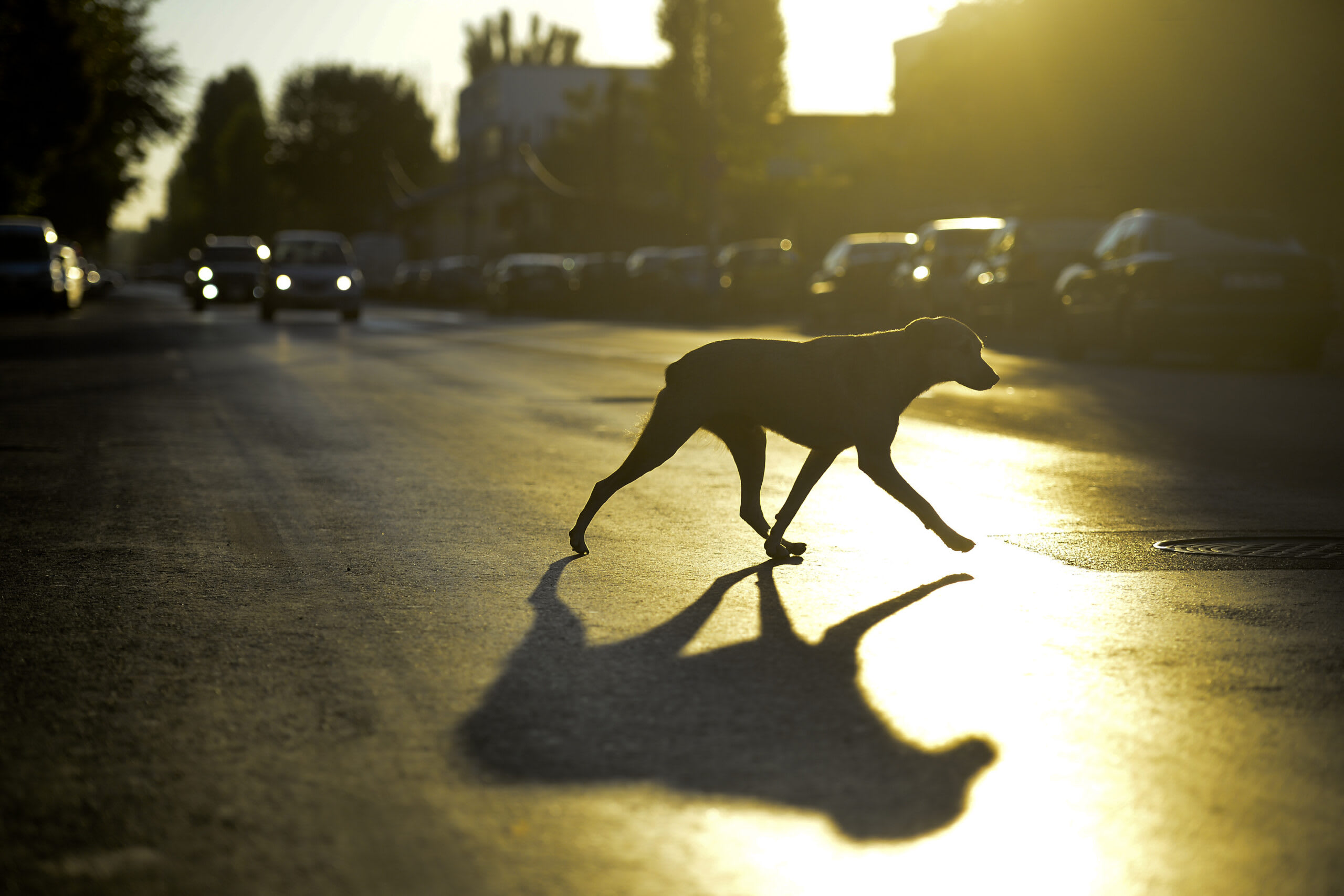 Câine în alertă, detectând mirosul de stres