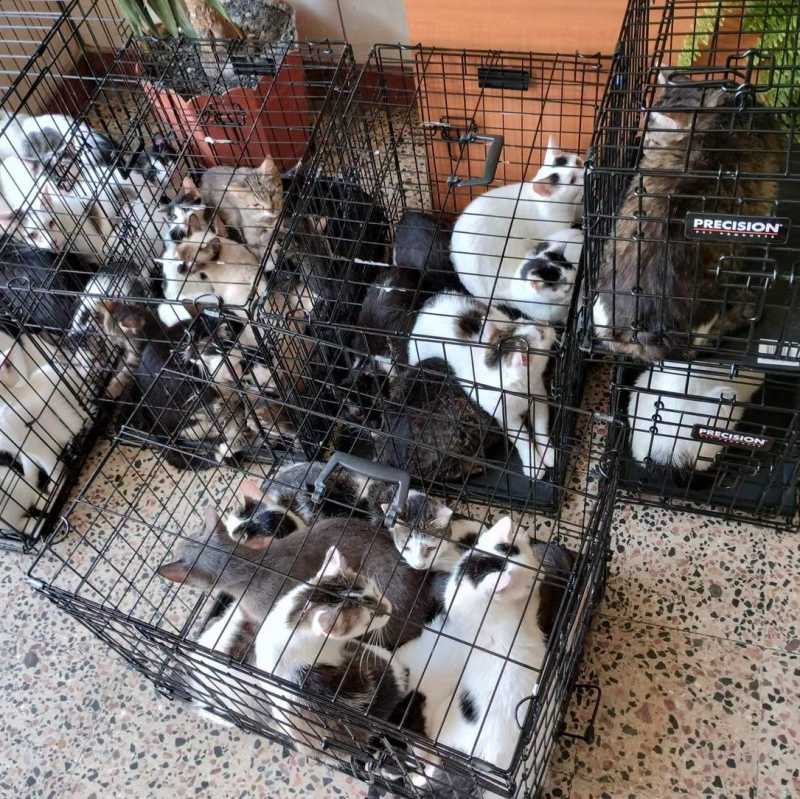 Pisici relocare din apartament, echipă de ONG și poliție