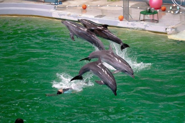 Delfini în spectacole la Delfinariul din Constanța