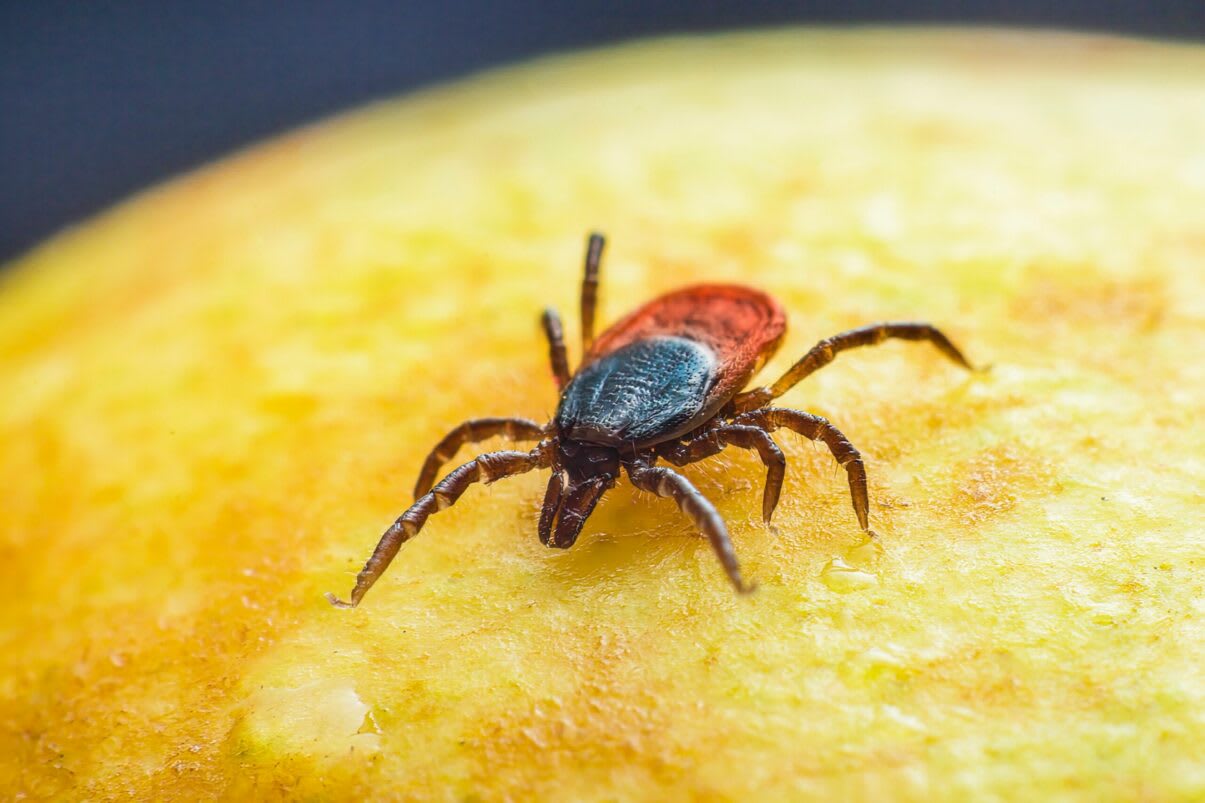 Insecte țânțari și căpușe pe o plantă, cu fundal natural