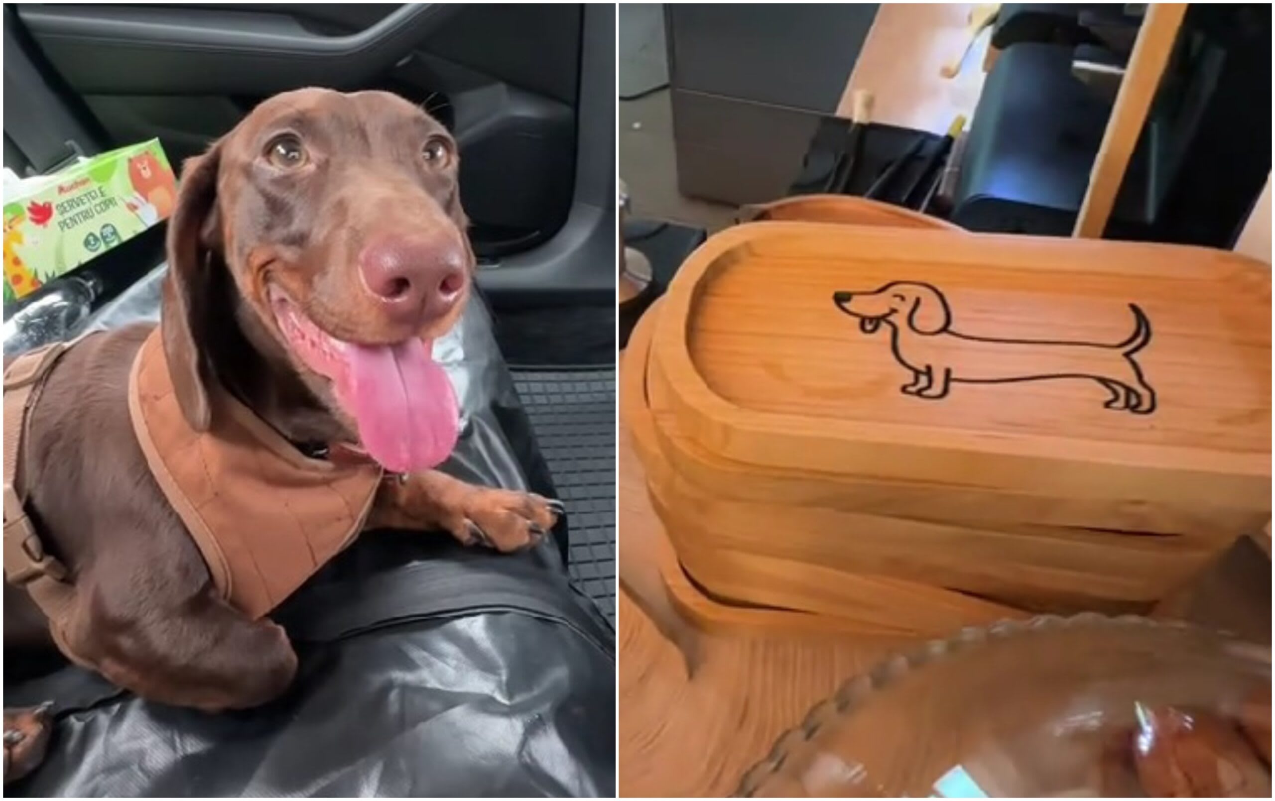 Cățel Teckel și câini în cafenea pet friendly din București