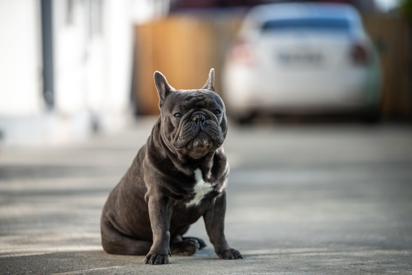 Câine bulldog francez lovit pe trecerea de pietoni