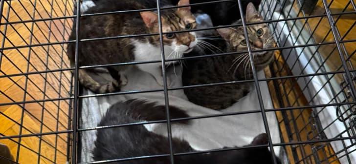 Polițiști de la Protecția Animalelor salvând pisici din apartament insalubru