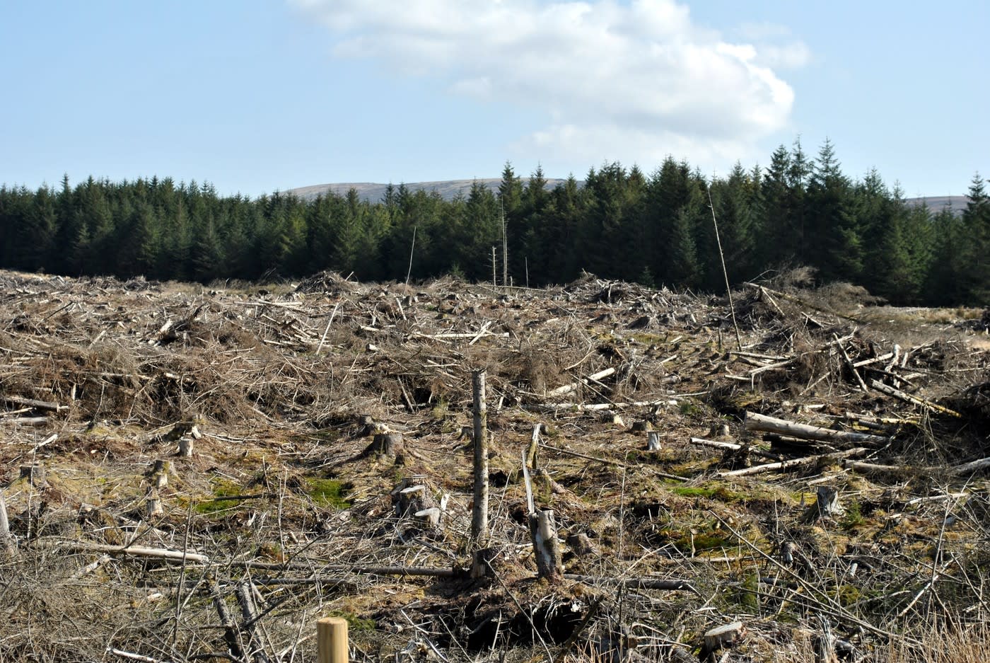 Justiție și mediu, simboluri ecologice și legale
