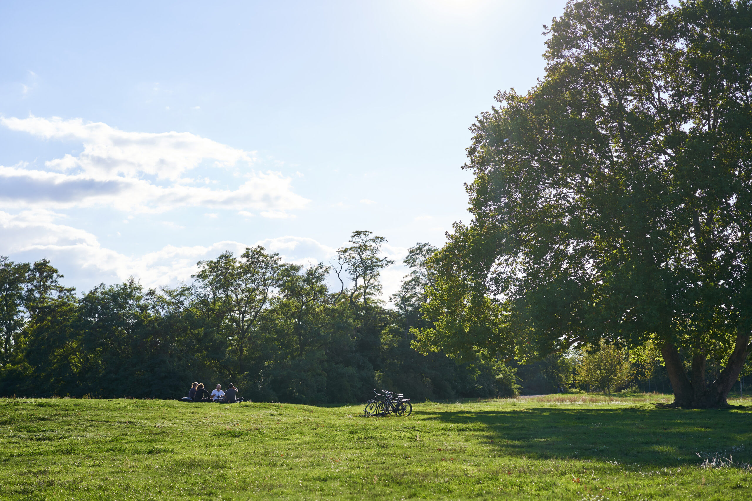 Parcul Pallady amenajare spații verzi