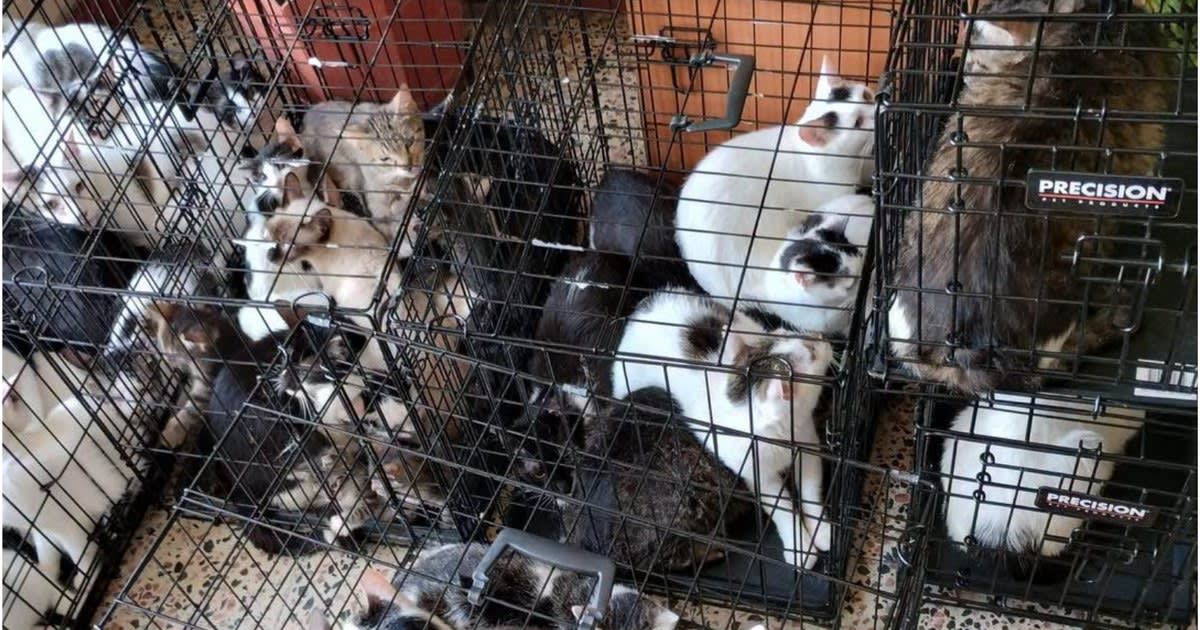 Peste 120 de pisici salvate din condiții improprii în Sectorul 2