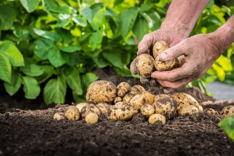 Cultură de cartof în teren agricol din Harghita, agricultori, plante verzi