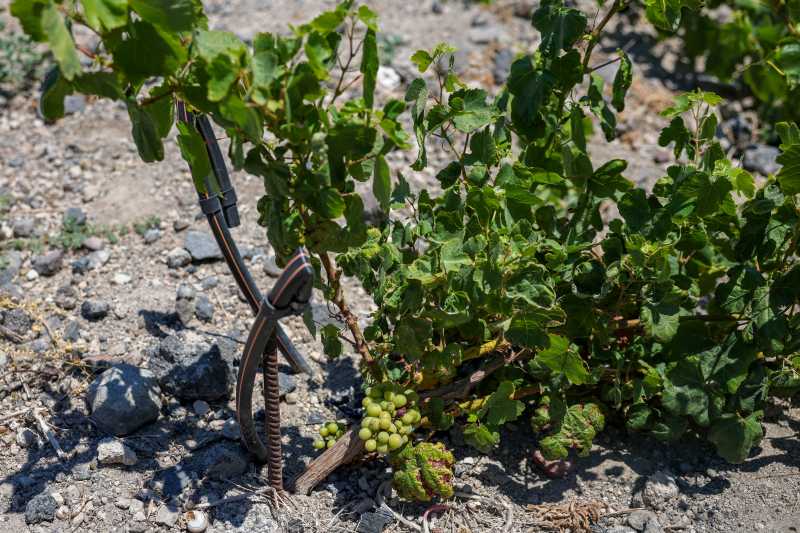 Vineyard australian cu struguri, condiții meteo nefavorabile