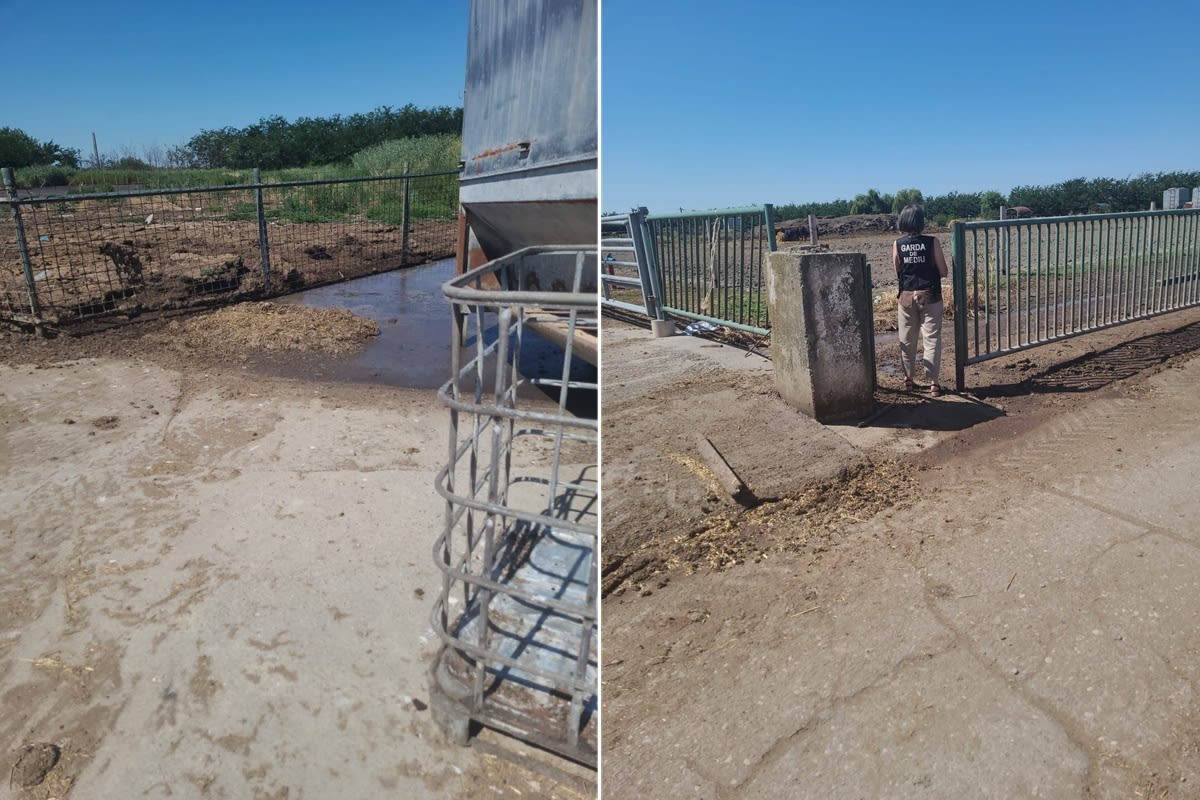 Ferma cu dejecții animale și comisari Gărzii de Mediu în Mizil Ferma cu dejecții animale și comisari Gărzii de Mediu în Mizil
