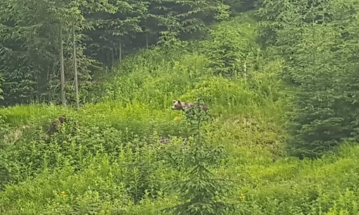 Urși sălbatici hrăniți de turiști pe Transfăgărășan