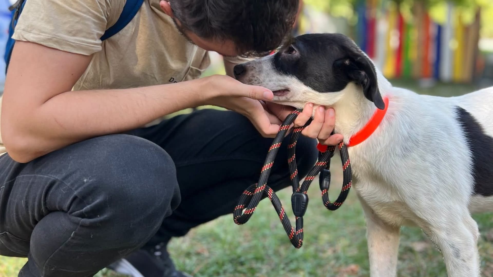 25 de căței din adăpostul ASPA așteaptă adopție la Palatele Brâncovenești