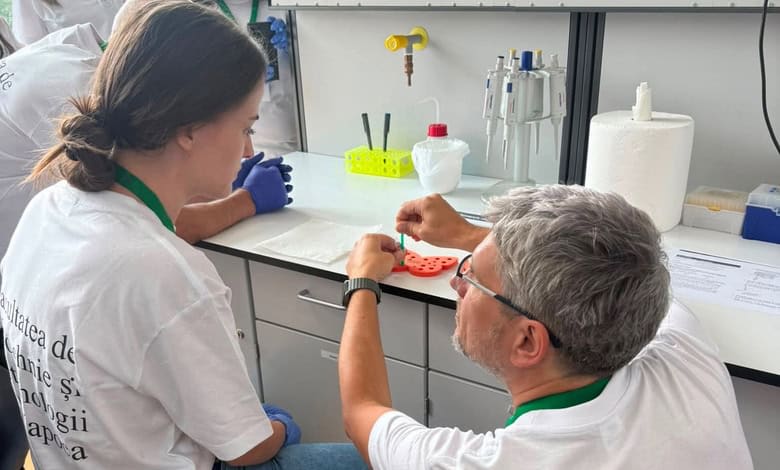Insectă Drosophila suzukii pe fructe coapte, cercetare genetică în laborator