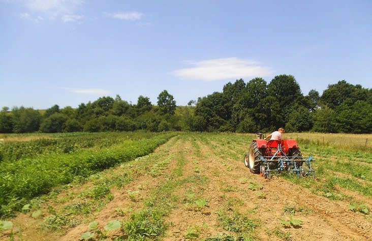 Inspector APIA verificând parcele agricole în Vrancea
