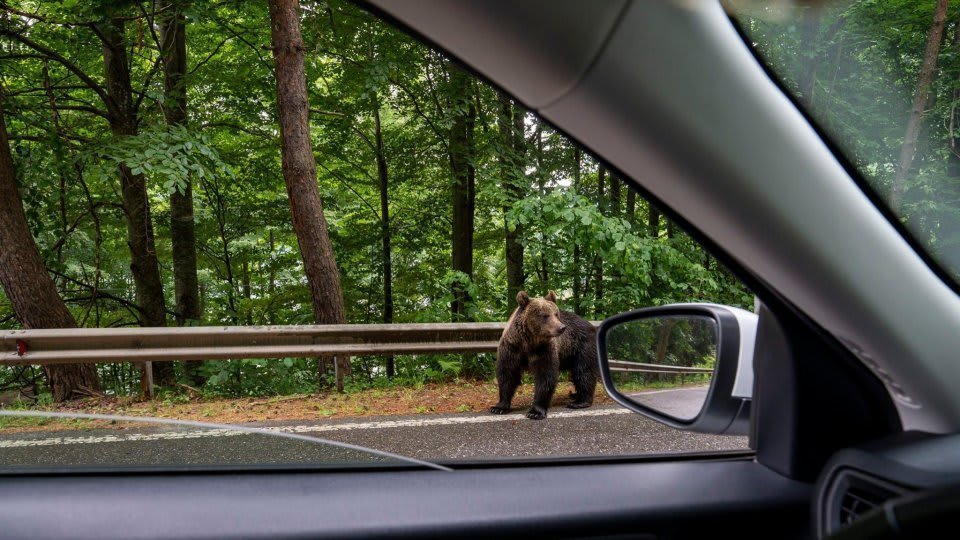 Polițiști și jandarmi aplicând amenzi turiștilor pe Transfăgărășan