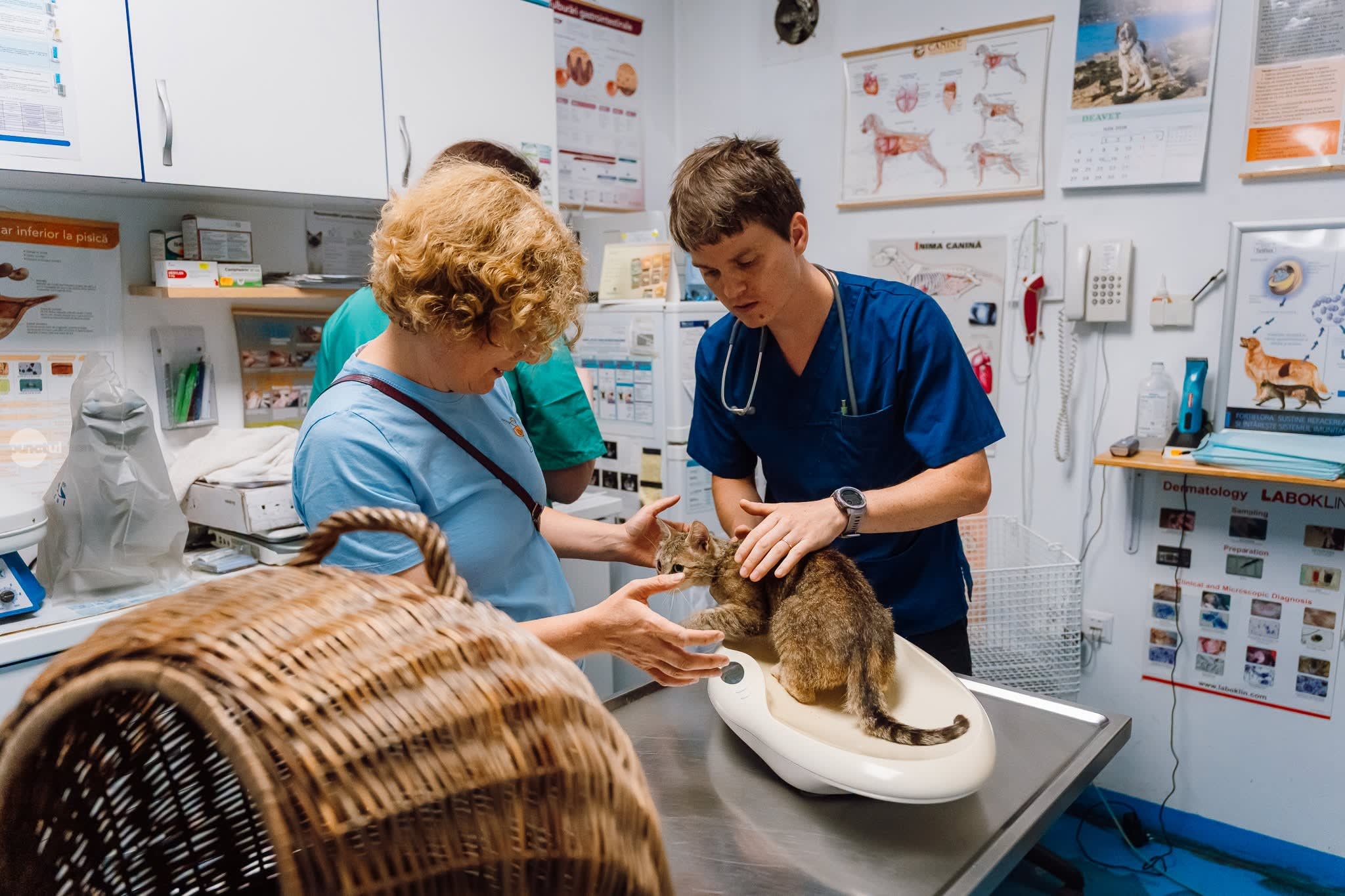 Veterinar sterilizând câini și pisici în Târgu Mureș