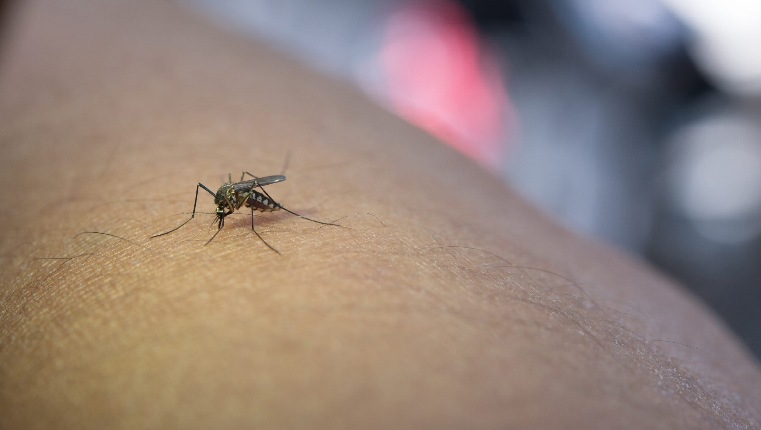 Dronă mică cu senzori și microfoane în zbor, identificând țânțari