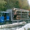 Polițiști verificând depozite de lemn în Bihor