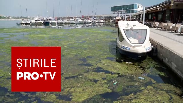 Alge verzi acoperind luciul apei din Portul Tomis, bărcile înconjurate de vegetație Alge verzi acoperind luciul apei din Portul Tomis, bărcile înconjurate de vegetație