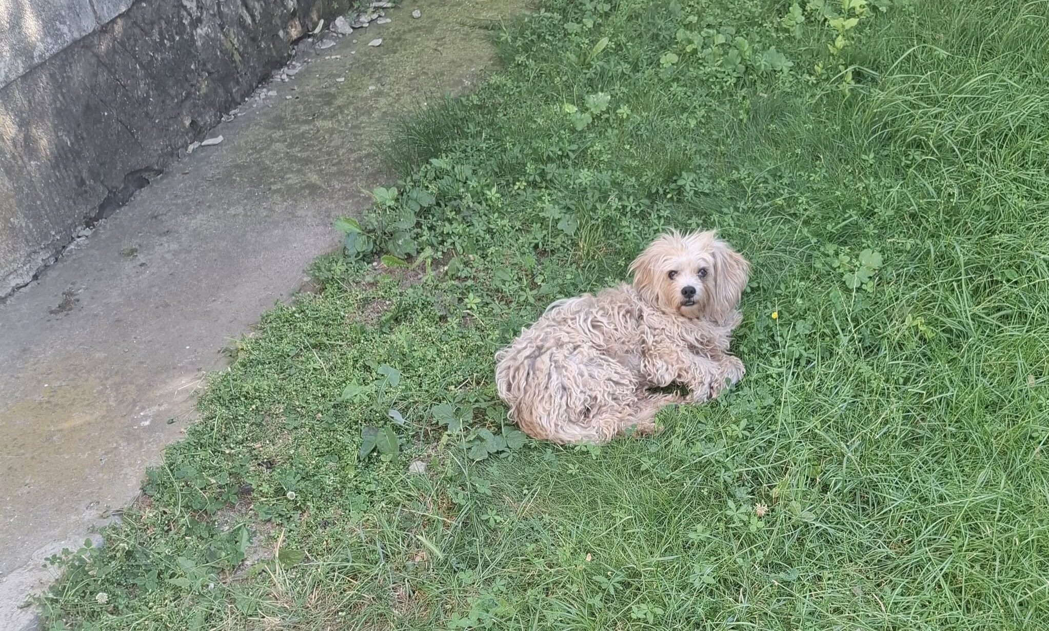 Cățel speriat în adăpost, în Bacău