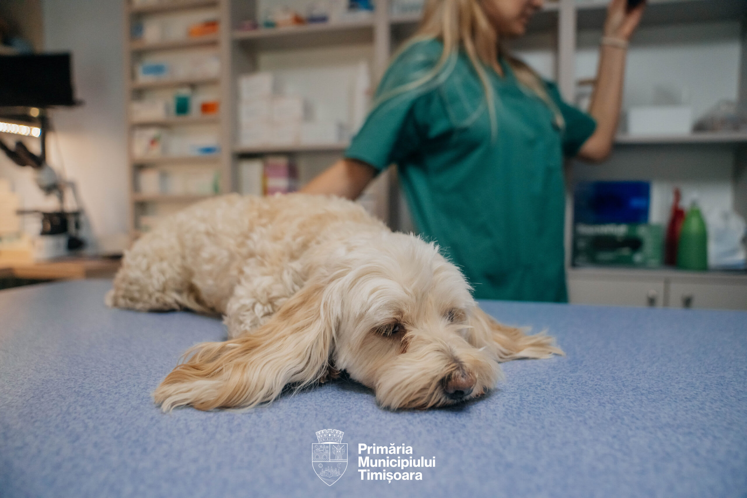 Veterinar sterilizând câini și pisici în Timișoara