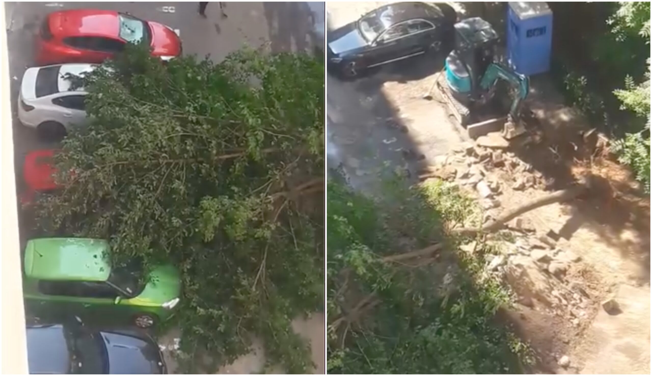 Copac uriaș prăbușit peste mașini parcate pe Aleea Tohani, București