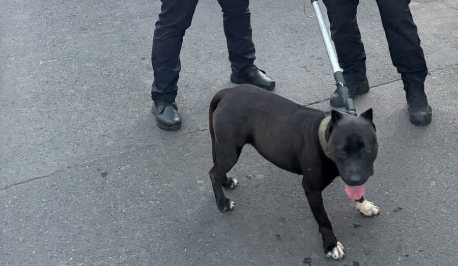 Jandarmi din Tulcea capturând un câine agresiv în zona Lacului Ciuperca