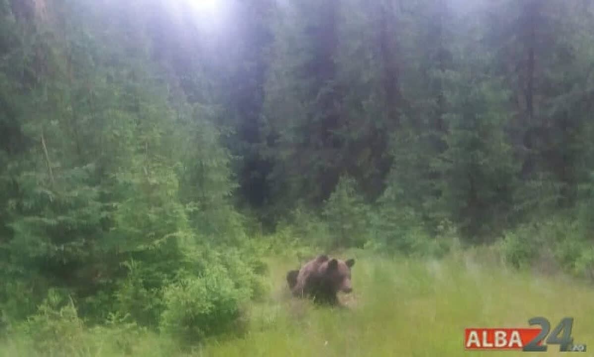 Jandarmi intervenind pentru alungarea ursului în Jidvei
