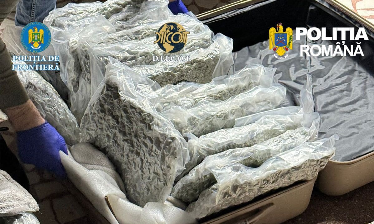 Polițiști de frontieră verificând bagajele unui suspect cu canabis
