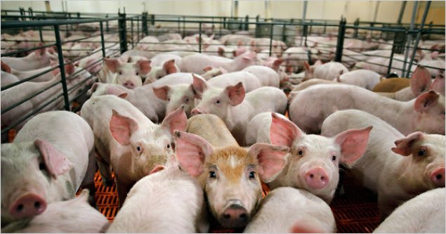 Echipaj de veterinari și porcine sacrificate în Dolj