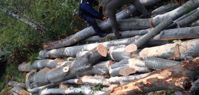 Polițiști verificând terenul pentru furt de arbori în Mirșid
