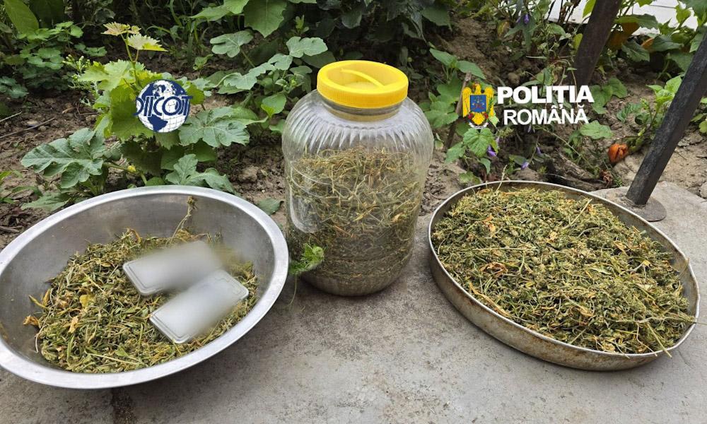 Polițiști descoperind culturi de canabis în curtea unei case din Teleorman