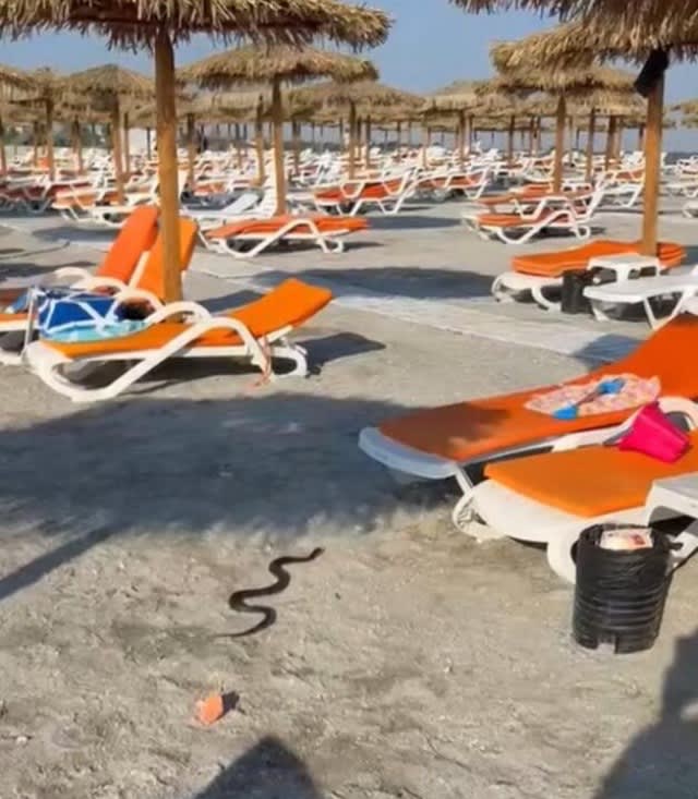 Jandarmi capturând șarpe pe plaja din Venus