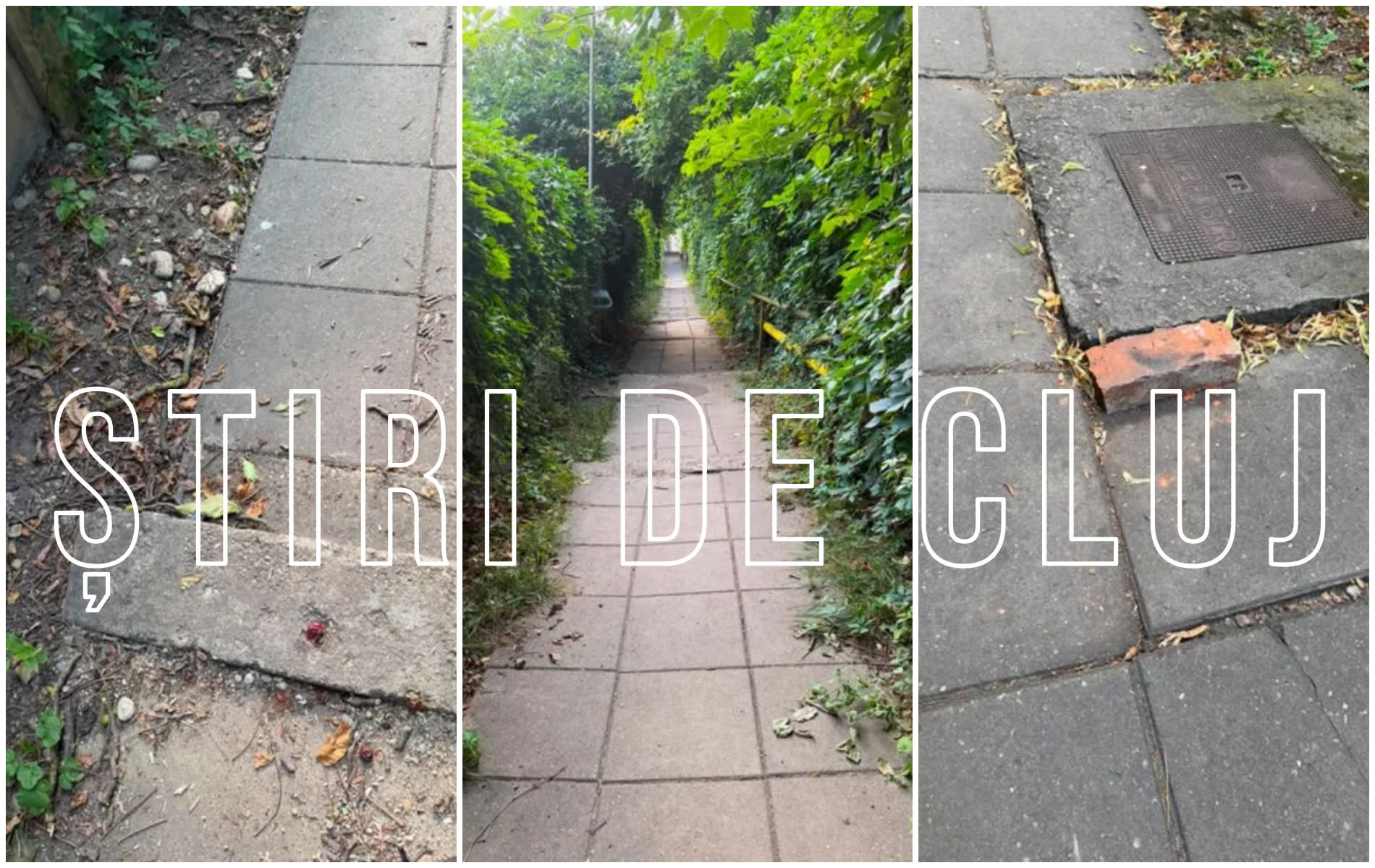 Trepte fisurate și vegetație crescută necontrolat pe aleea Galileo Galilei din Cluj Trepte fisurate și vegetație crescută necontrolat pe aleea Galileo Galilei din Cluj