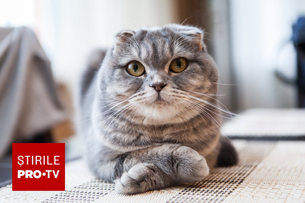 Pisică în clinică veterinară, tratament pentru obezitate Pisică în clinică veterinară, tratament pentru obezitate