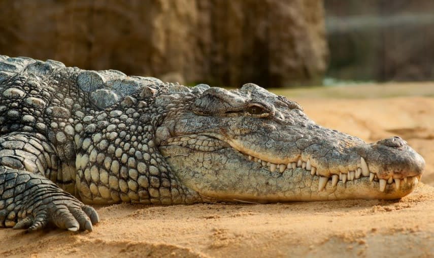 Crocodil de Nil în captivitate, în jur de un penitenciar israelian