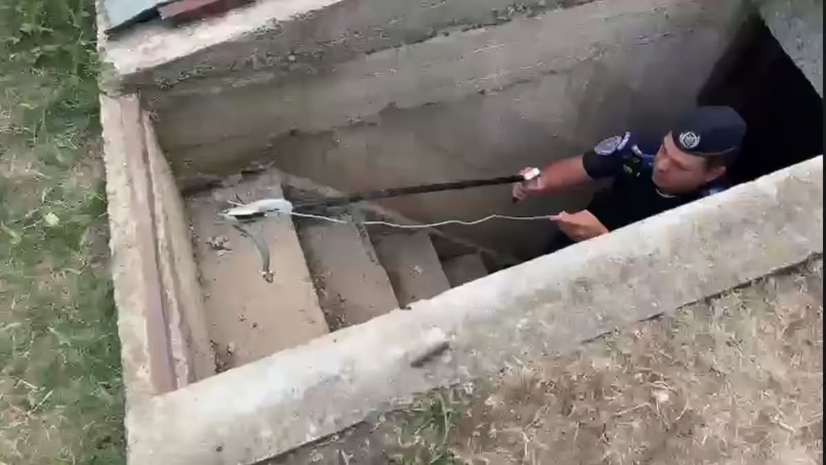 Intervenție jandarmi în Călărași și Bucecea: Două apeluri 112 pentru șerpi în locuințe Intervenție jandarmi în Călărași și Bucecea: Două apeluri 112 pentru șerpi în locuințe
