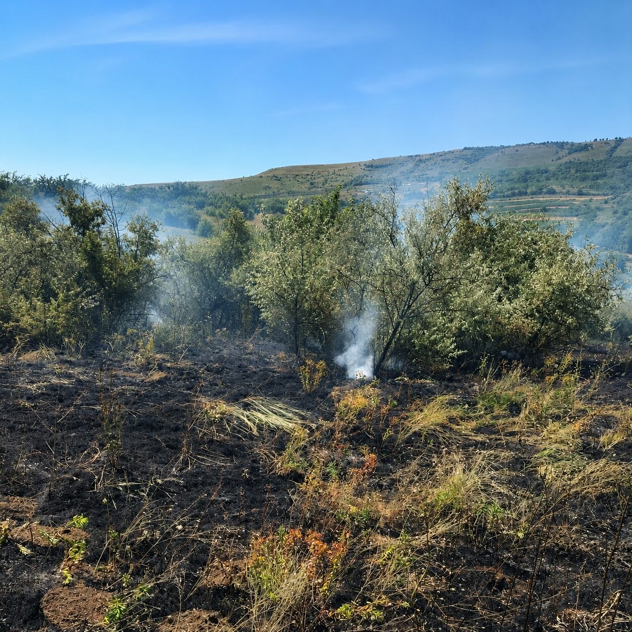 Pompieri în acțiune stingând un incendiu de vegetație la Zorleni