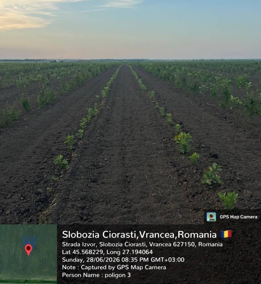 Plantare de copaci în pădure, acțiune de împădurire în România Plantare de copaci în pădure, acțiune de împădurire în România