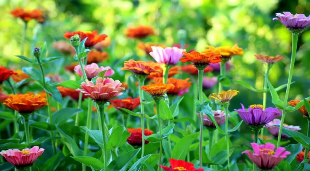 Plante rezistente la secetă în grădină, echinacea, lavanda și agapanthus în flori