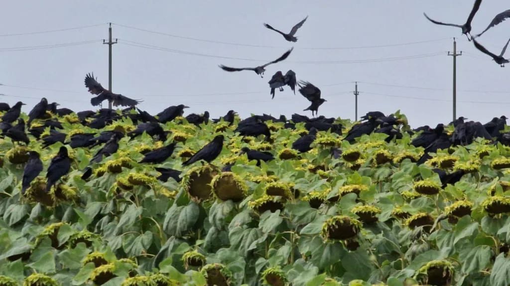 Cultură de floarea-soarelui afectată de păsări