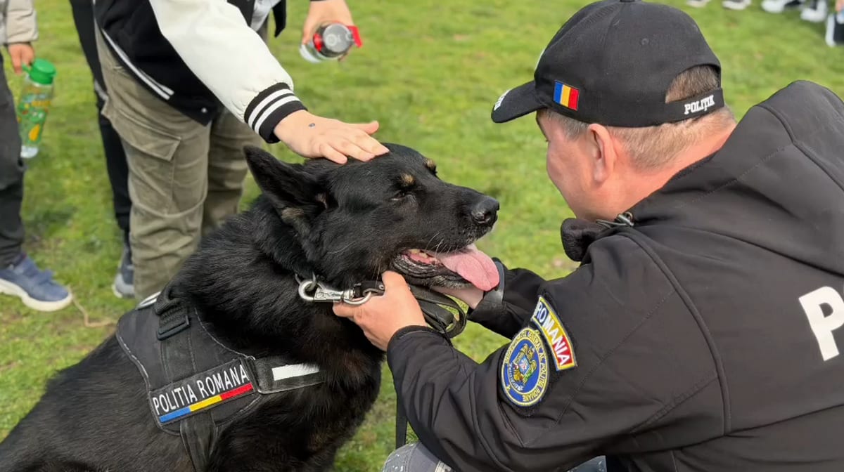 Câine polițist Vog în acțiune, Brăila, România Câine polițist Vog în acțiune, Brăila, România