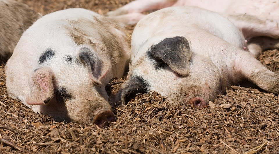 Echipament de biosecuritate în exploatație porcine, măsuri de control