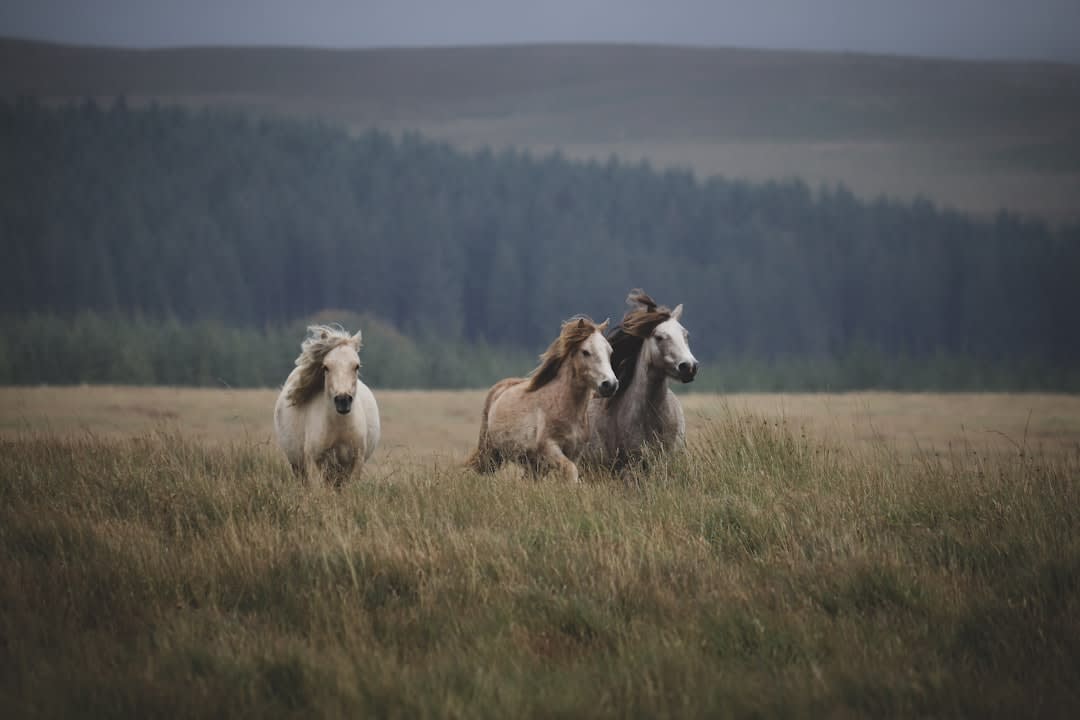Cai sălbatici din Letea în habitat natural, în Delta Dunării