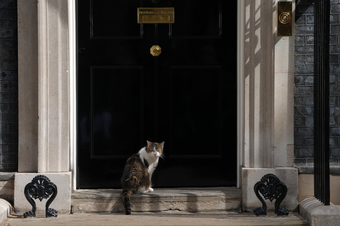 Motanul Larry, celebrul „Chief Mouser” de la Downing Street, în acțiune Motanul Larry, celebrul „Chief Mouser” de la Downing Street, în acțiune