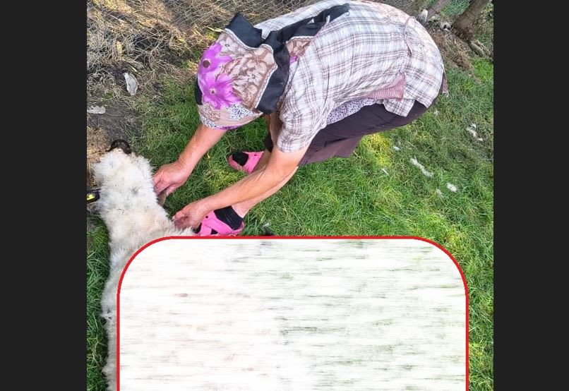 Oaie sfâșiată de șacali în satul Mărtinești, Cluj