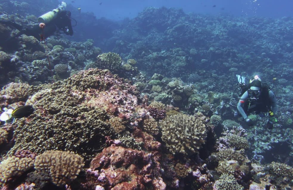 Recif de corali albicios și deteriorat în Australia, efecte ale El Nino