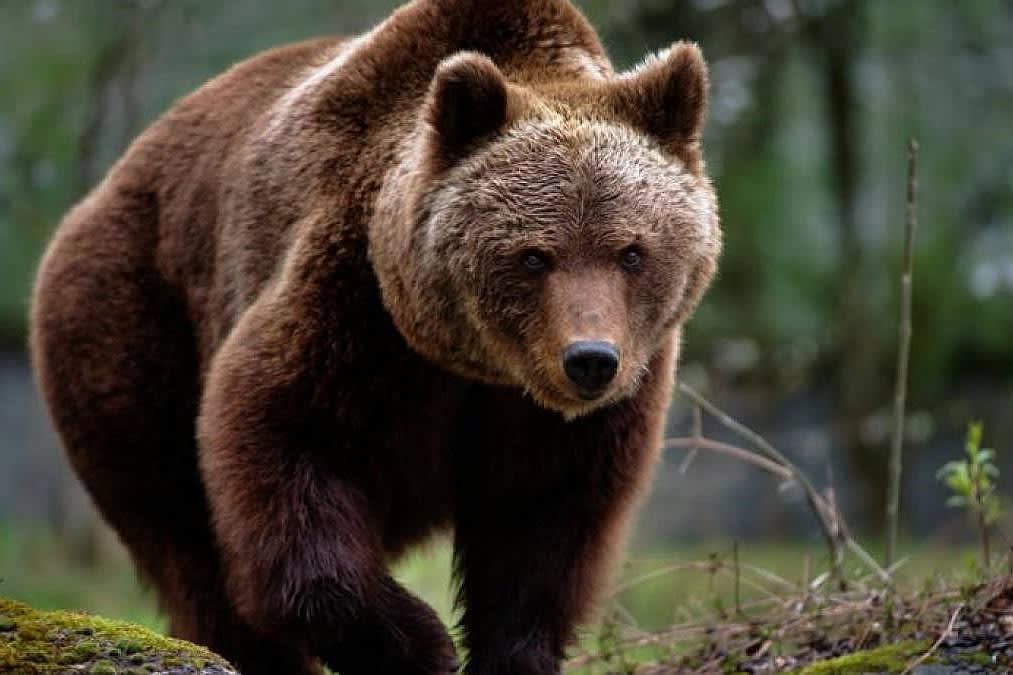Echipă de intervenție capturând o ursoaică în Poiana Brașov